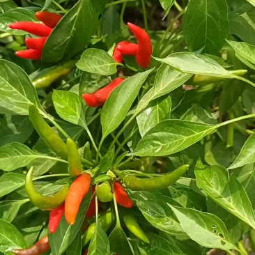 天问五管辣椒