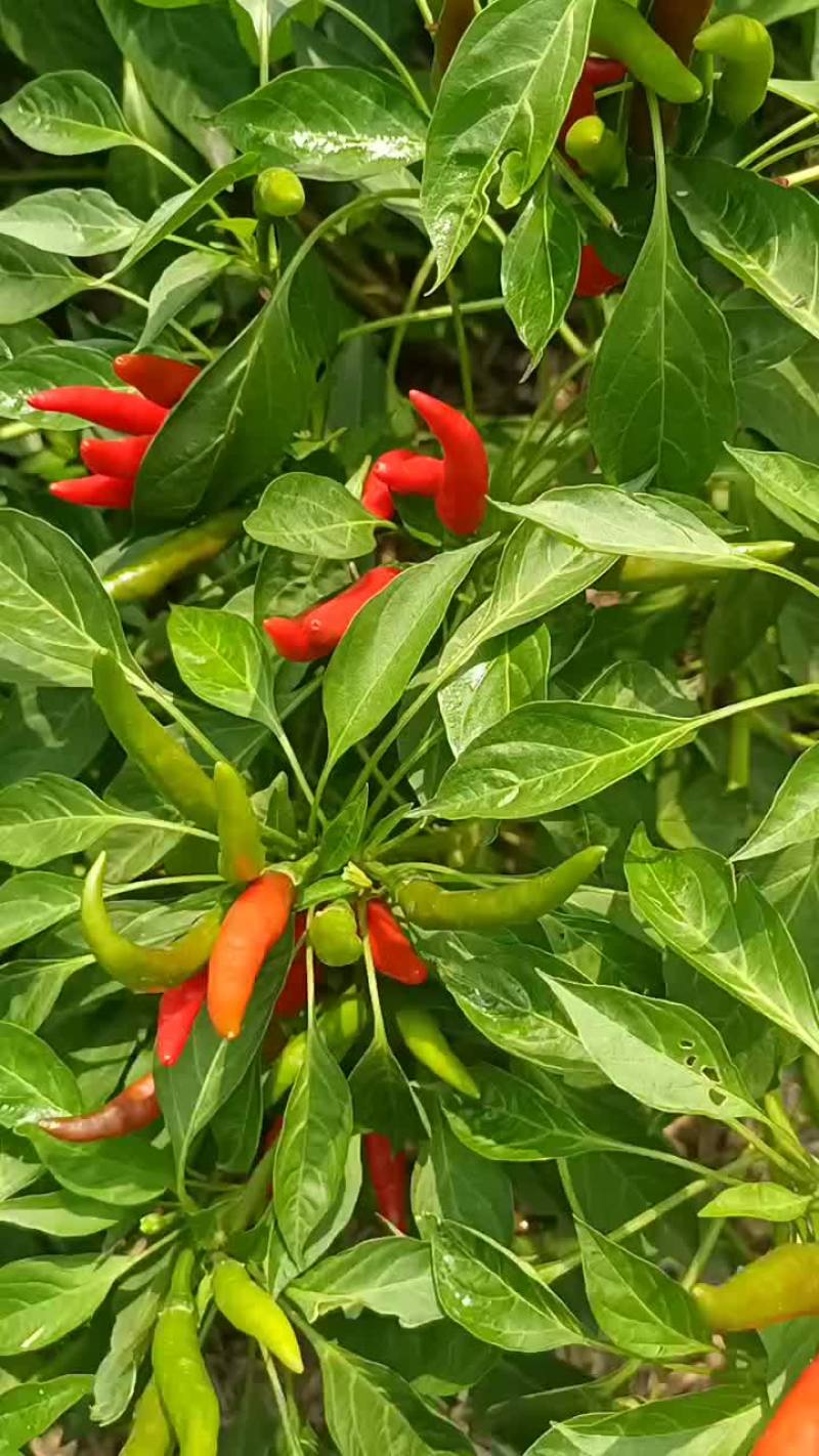 天问五管辣椒