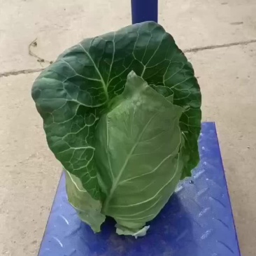 甘蓝🥬