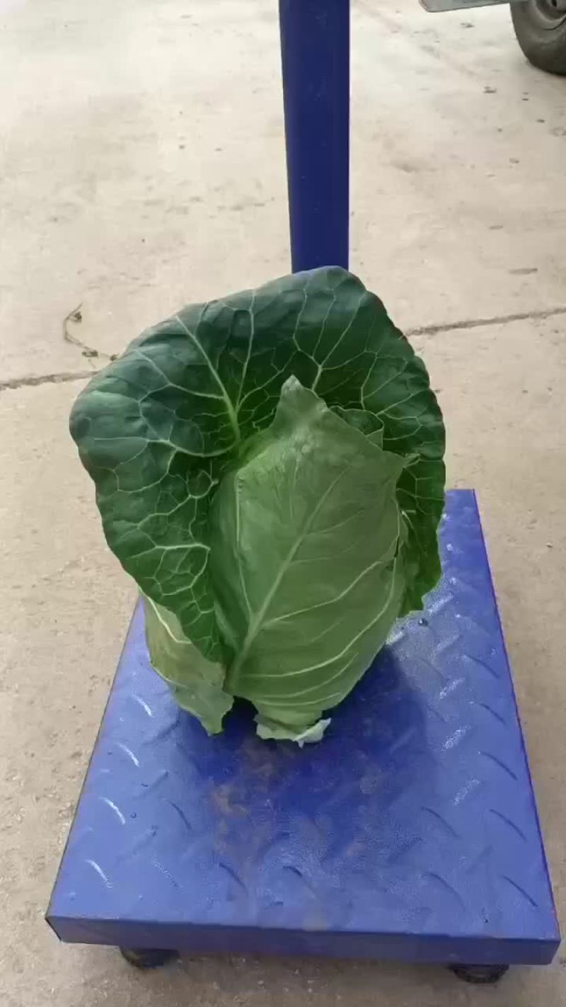 甘蓝🥬