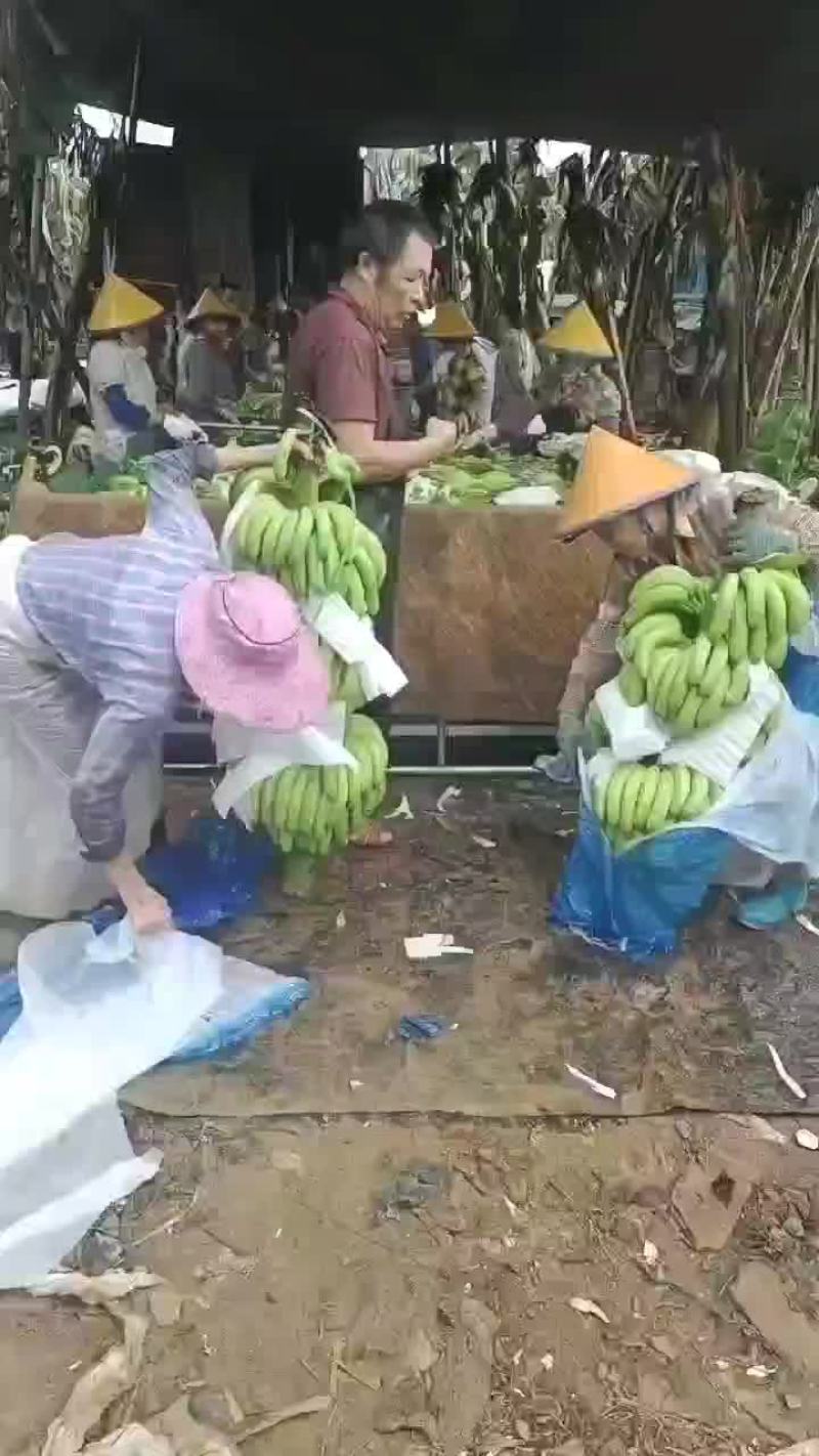 巴西香蕉