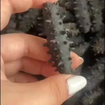 淡干海参