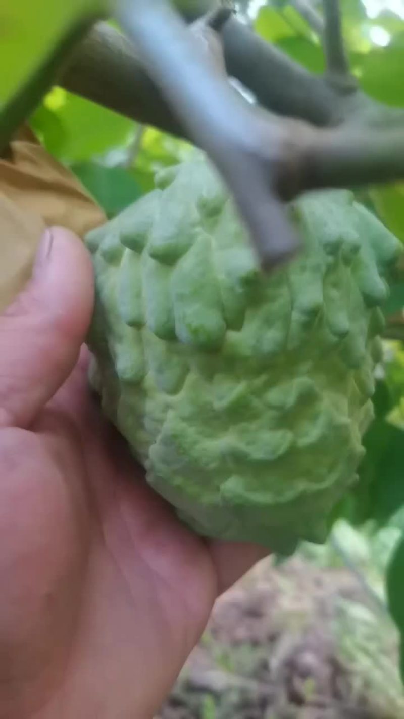 释迦果
