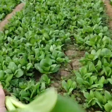 油菜