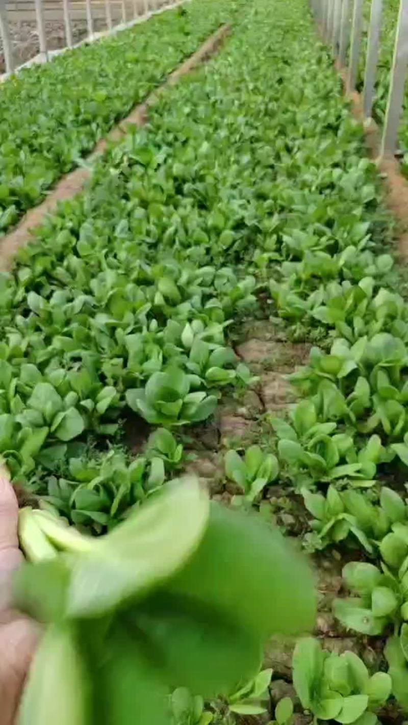 油菜