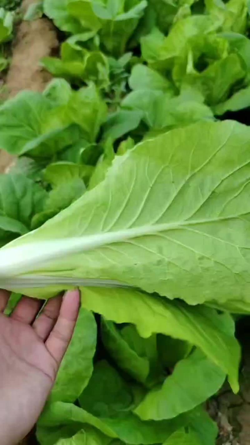 油菜