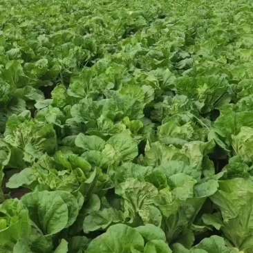 东台夏阳白菜大量供货中，欢迎新老客户光临，合作共赢