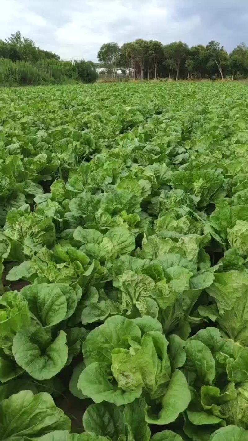 东台夏阳白菜大量供货中，欢迎新老客户光临，合作共赢