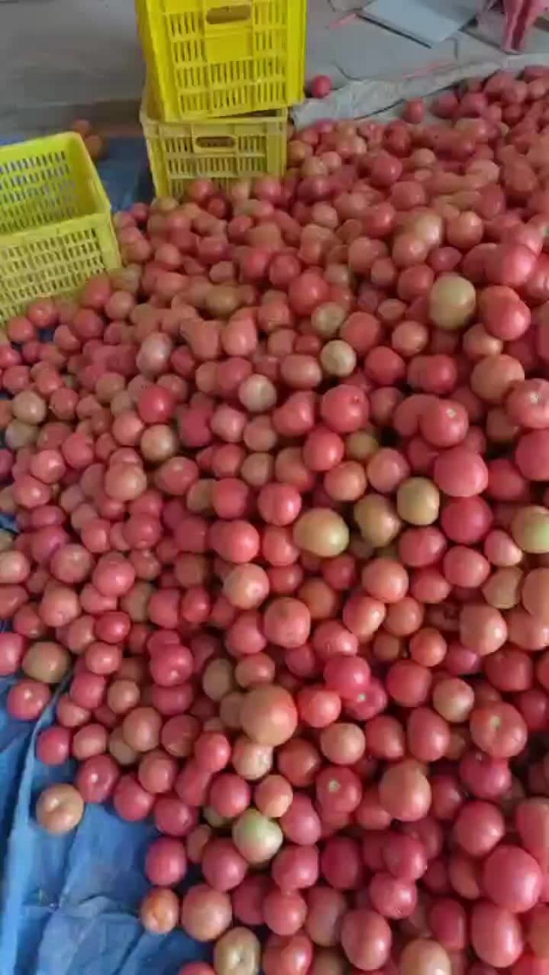 西红柿