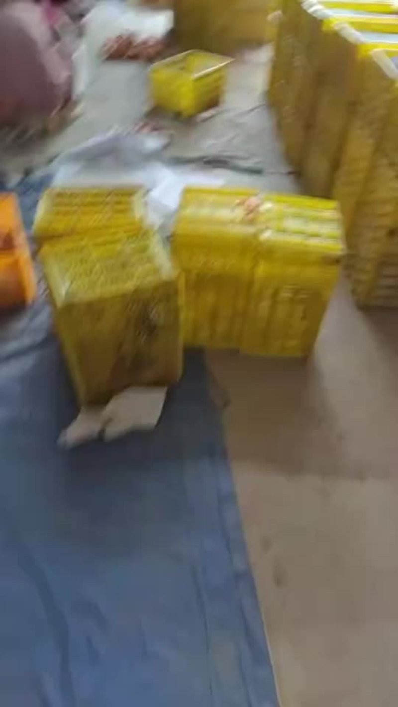 西红柿