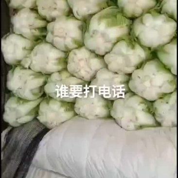 大白菜