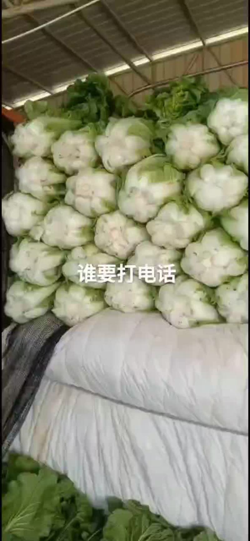 大白菜