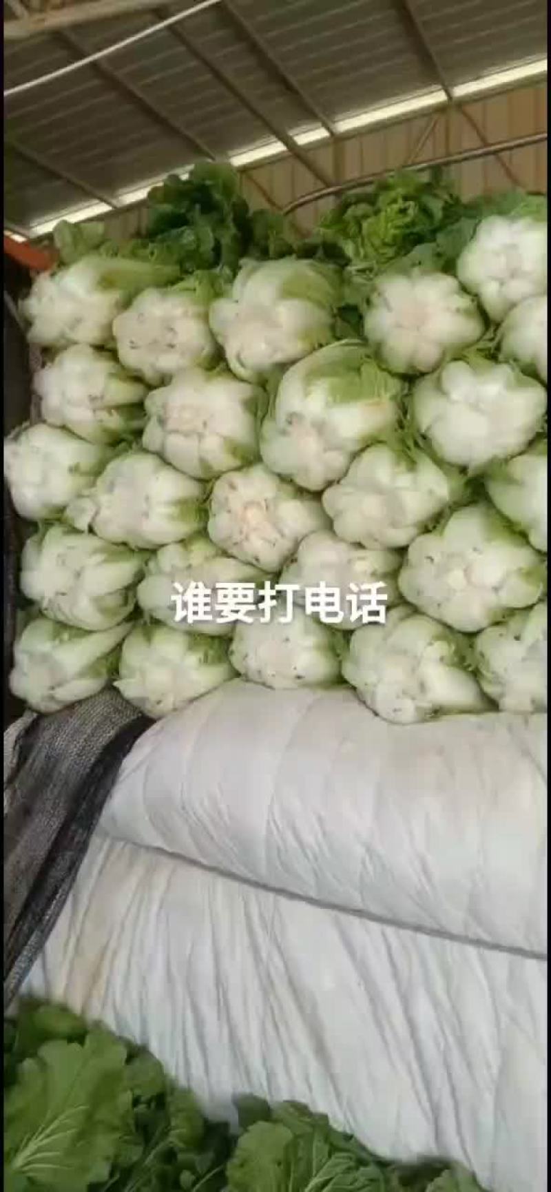 大白菜