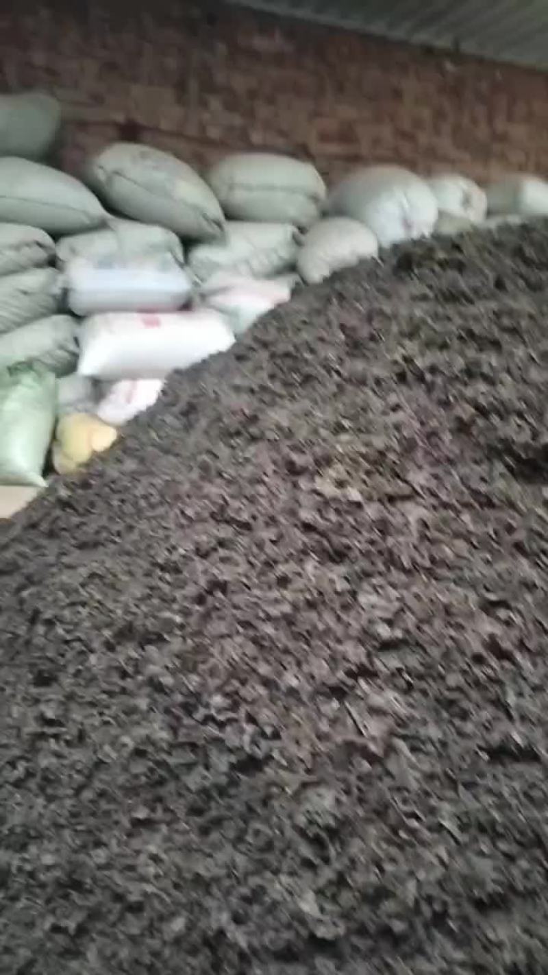 免洗地皮菜，大块