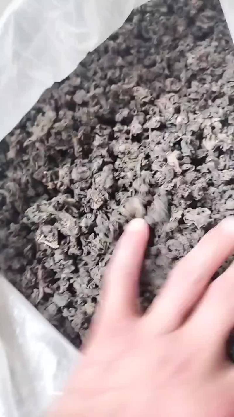 免洗地皮菜，大块