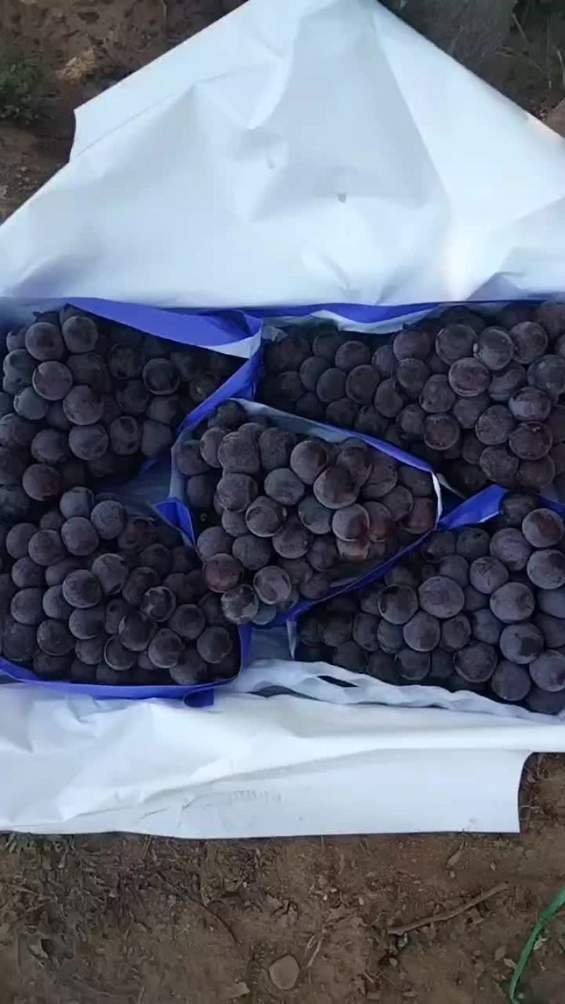 巨峰
