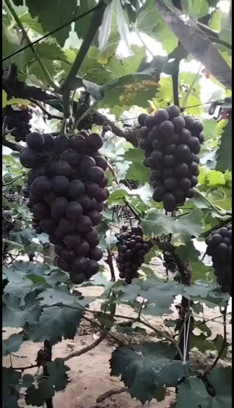 巨峰