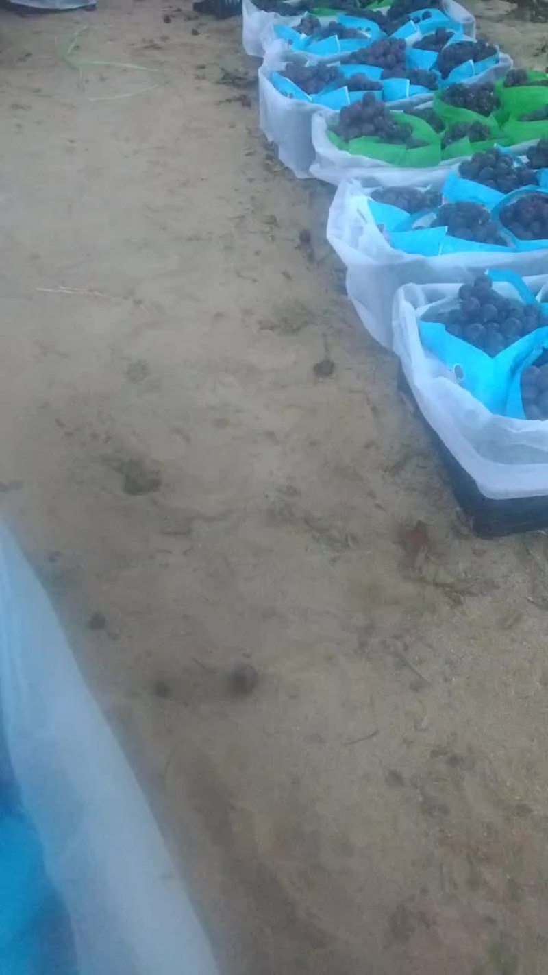 巨峰