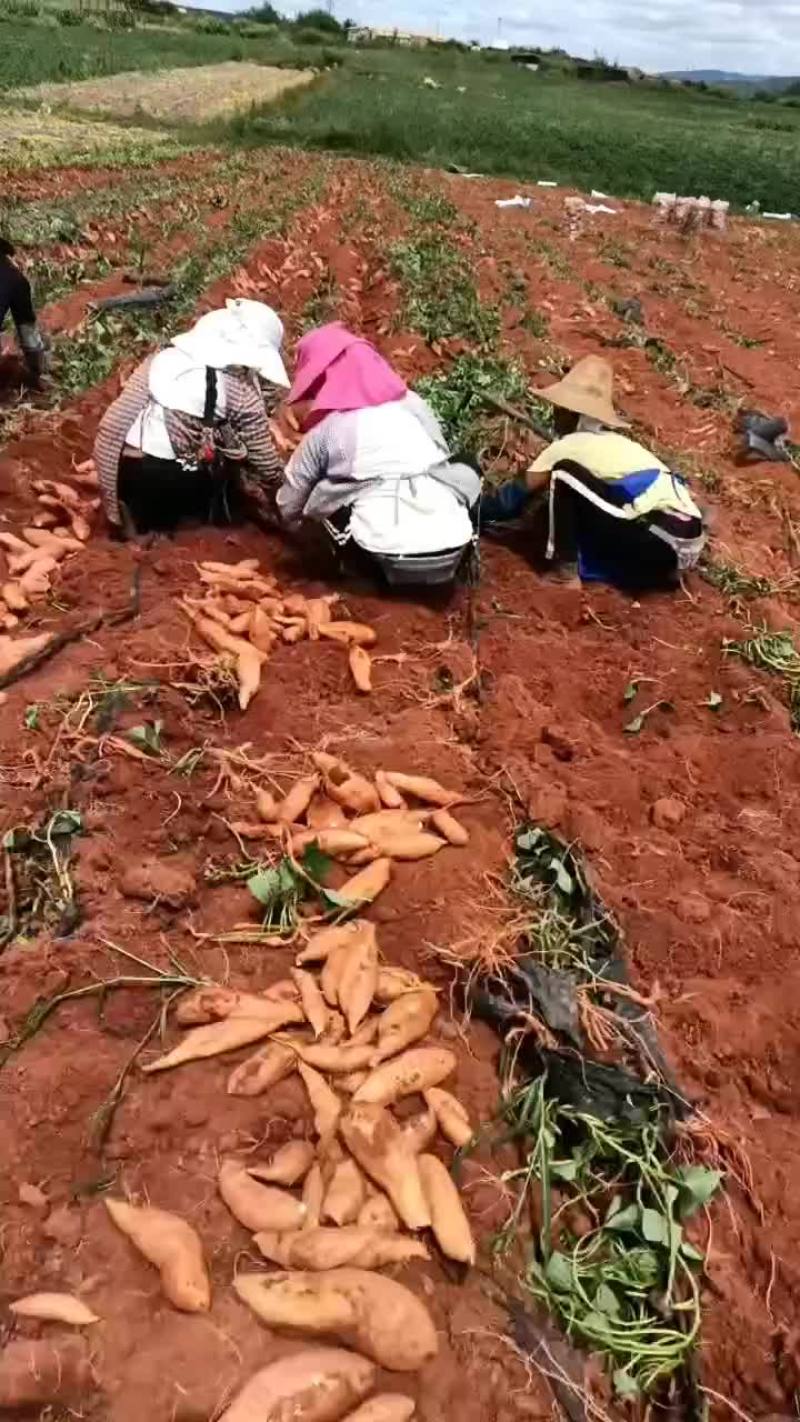 灰薯