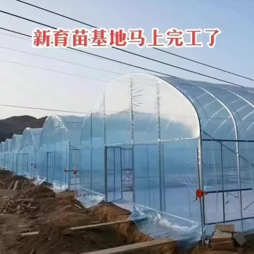 育苗大棚