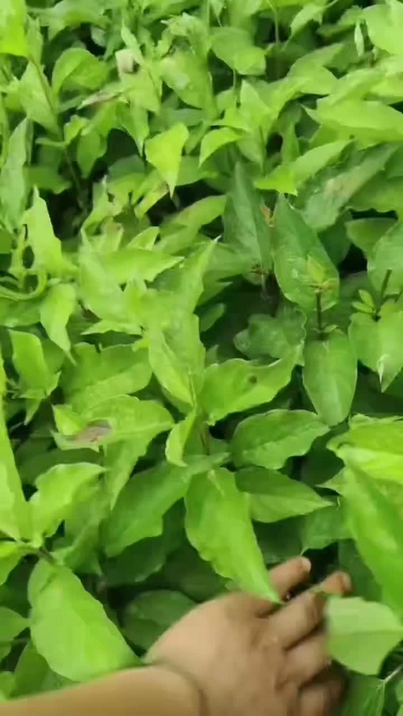 红柳