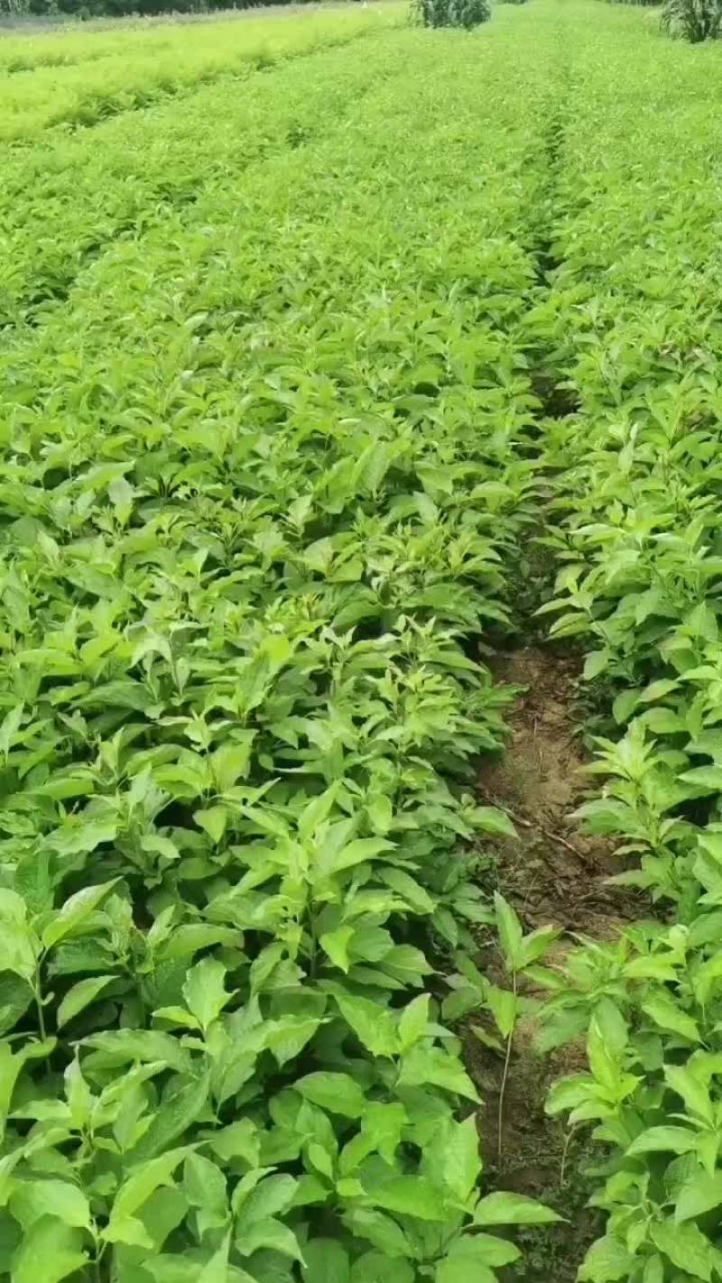 红柳