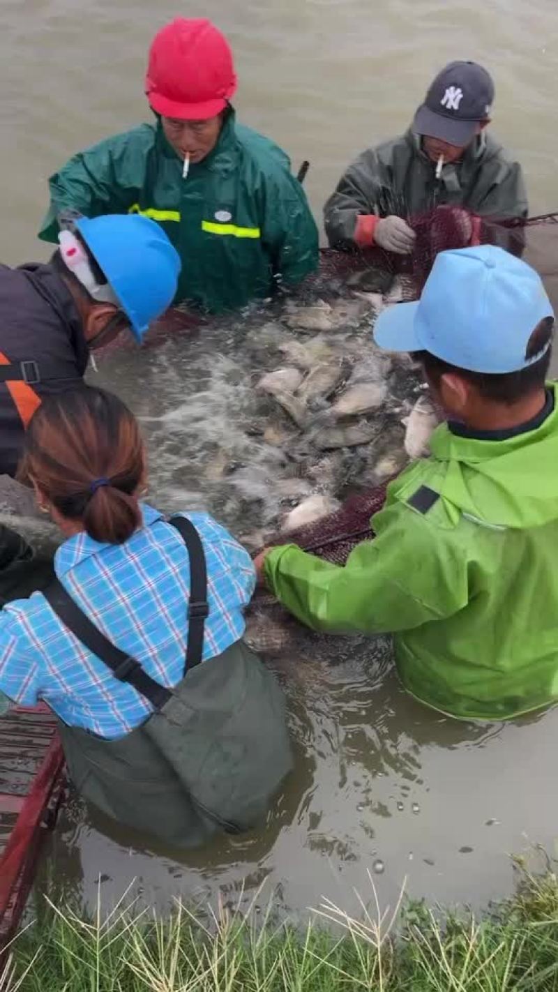 供应鳜鱼