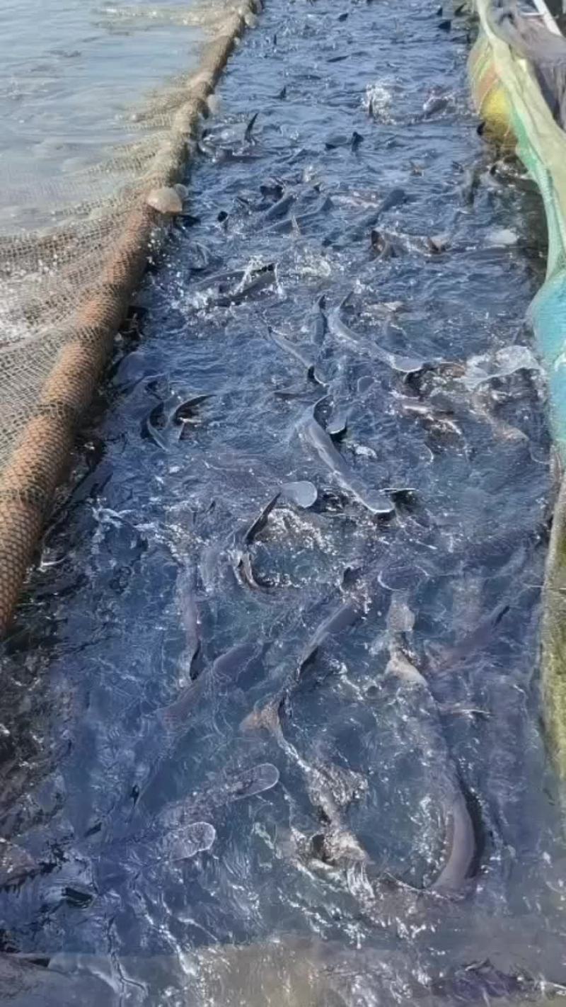 鸭嘴鲟