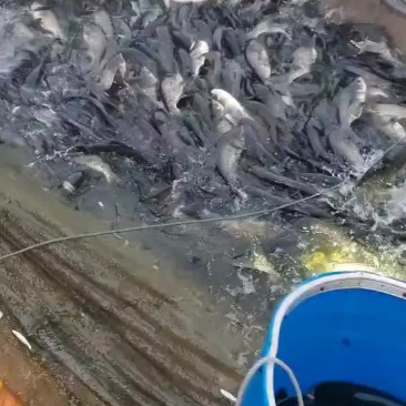 花鲢、大头、鲢鳙、雄鱼