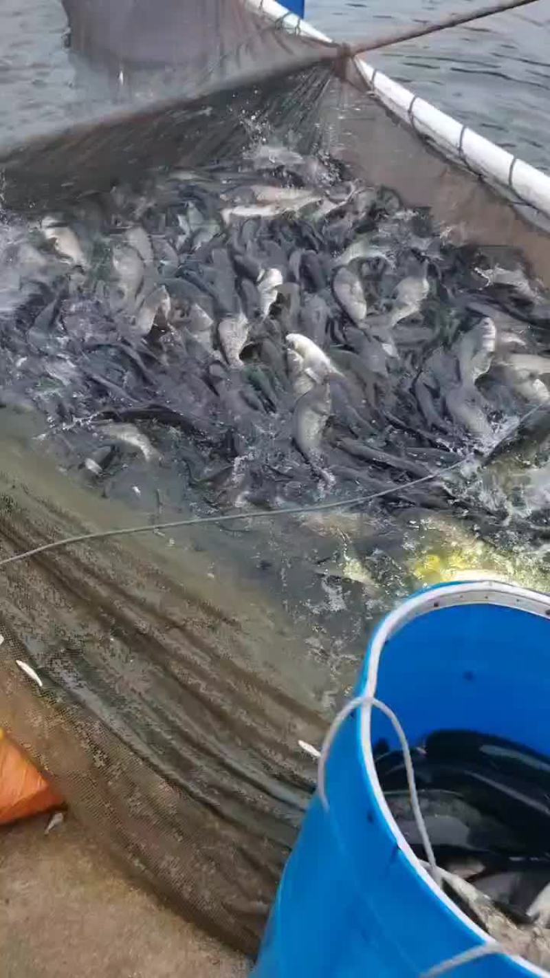 花鲢、大头、鲢鳙、雄鱼