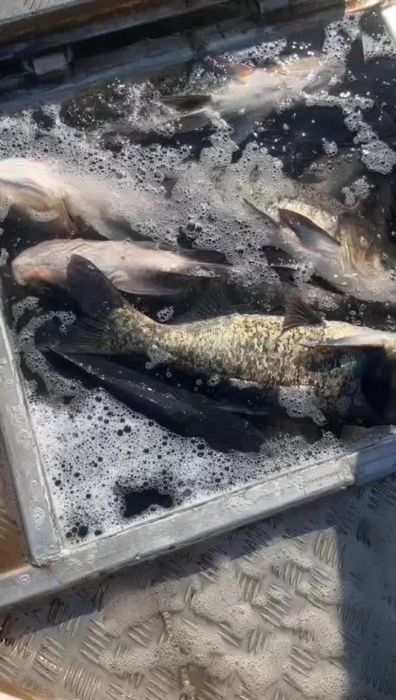 花鲢、大头、鲢鳙、雄鱼