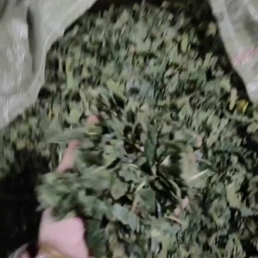 桑叶产地一手货源，大量供货，常年有质量保证，诚信经营！