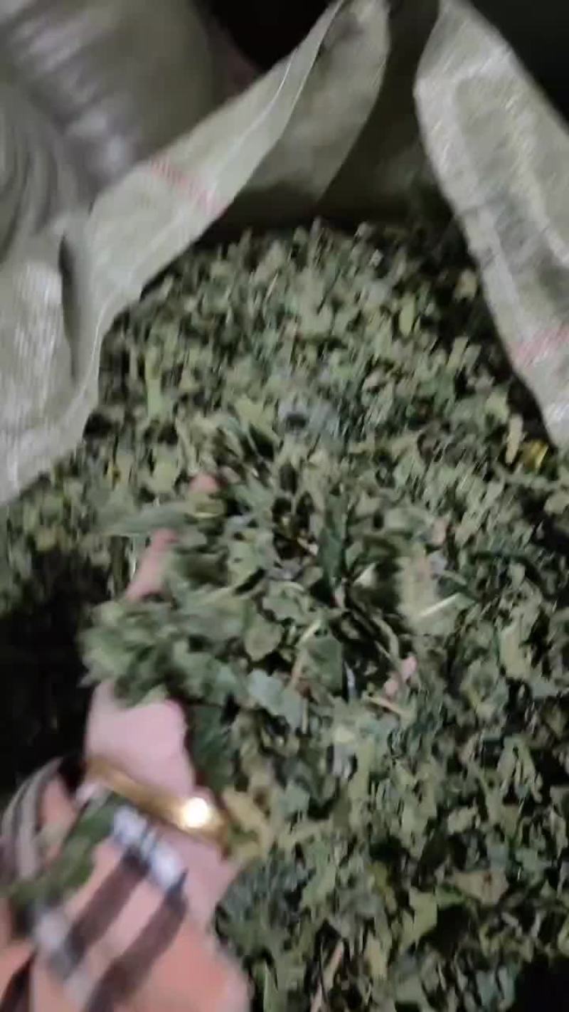 桑叶产地一手货源，大量供货，常年有质量保证，诚信经营！