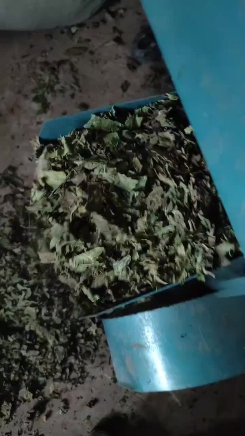 桑叶产地一手货源，大量供货，常年有质量保证，诚信经营！