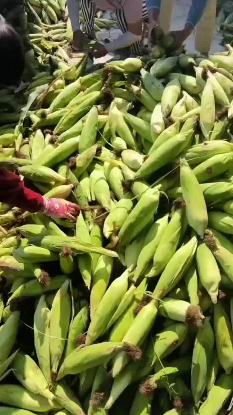 太阳花2018出货有想合作的联系