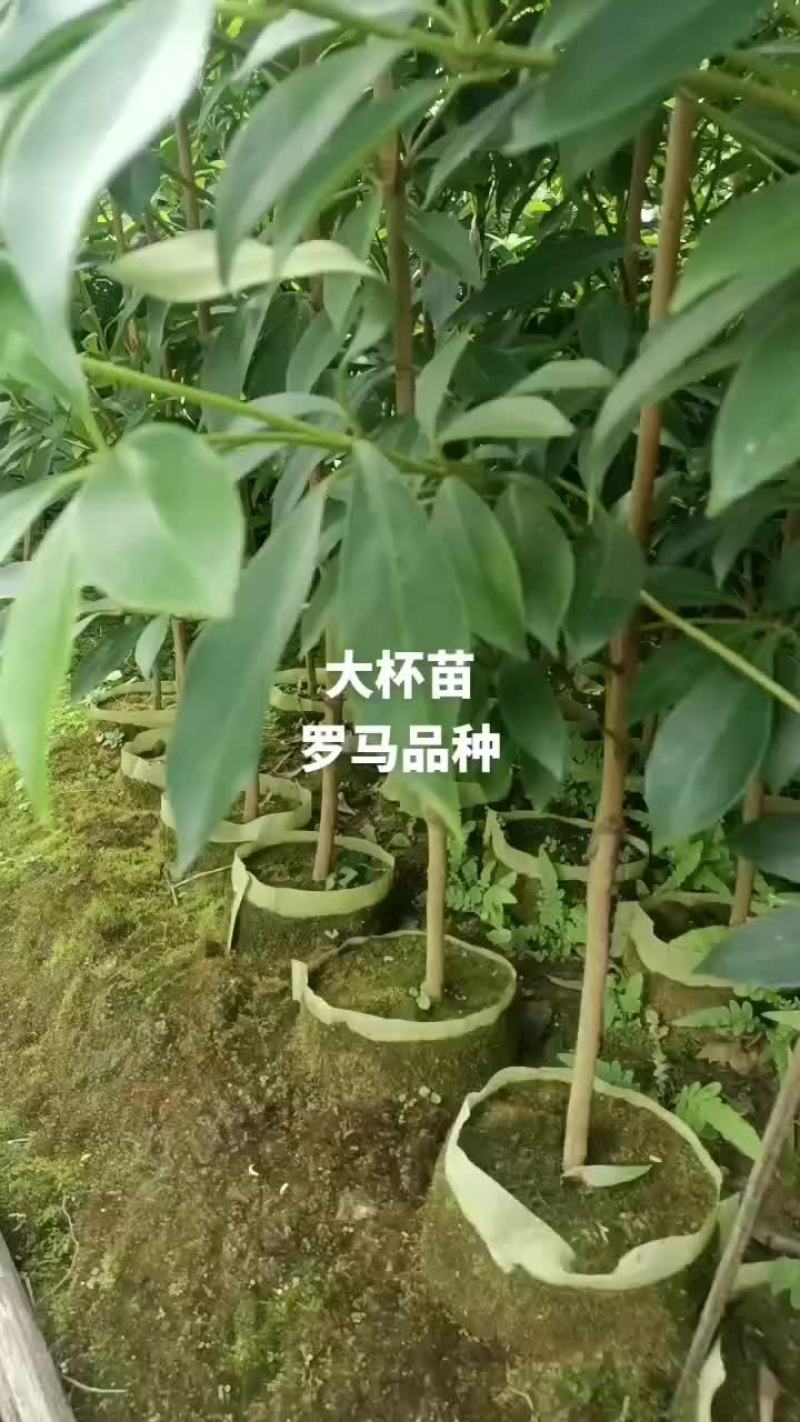 大杯苗罗马品种