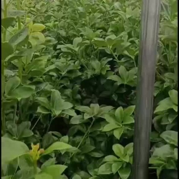 大杯苗罗马品种