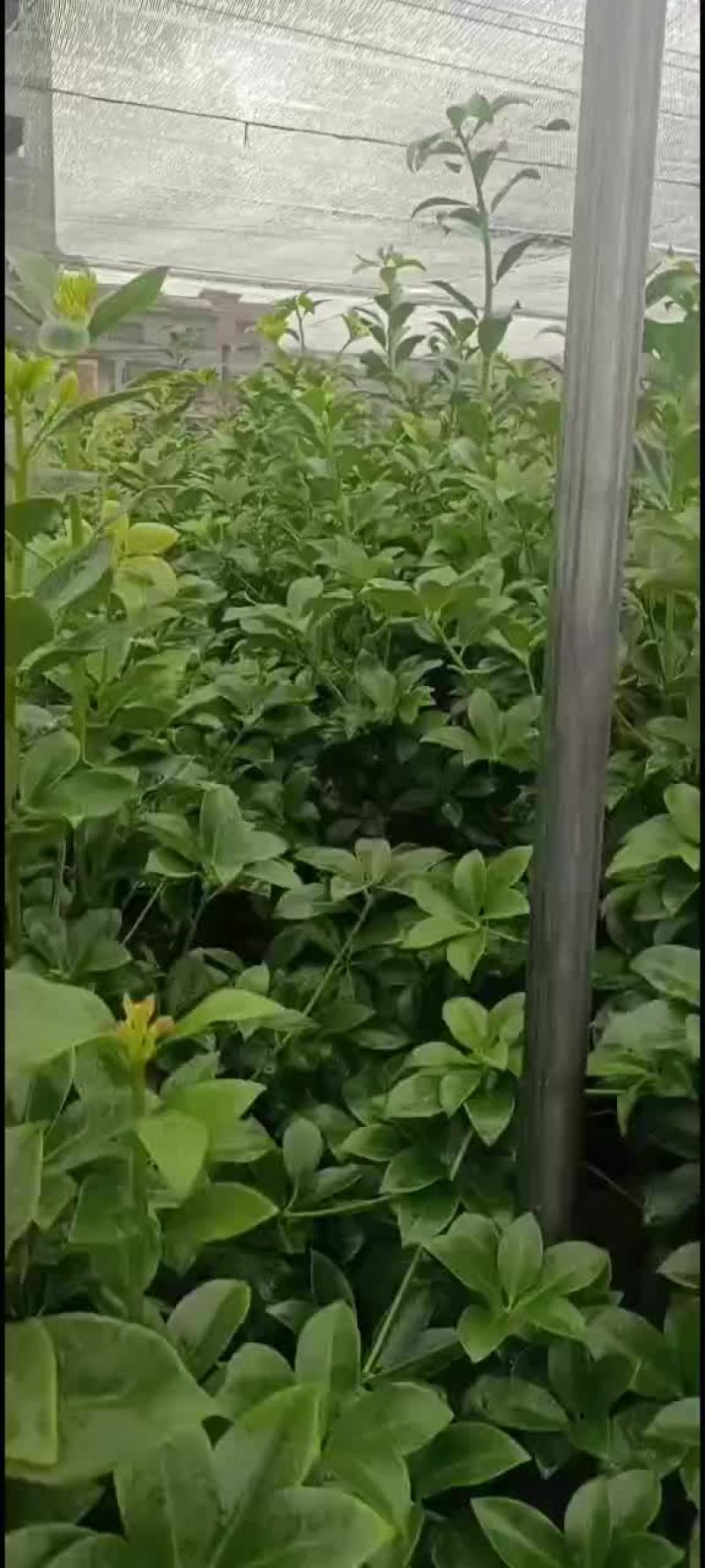 大杯苗罗马品种