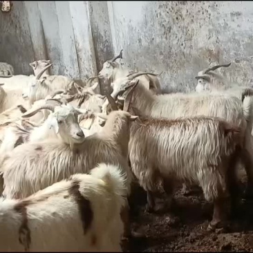 绿色产品