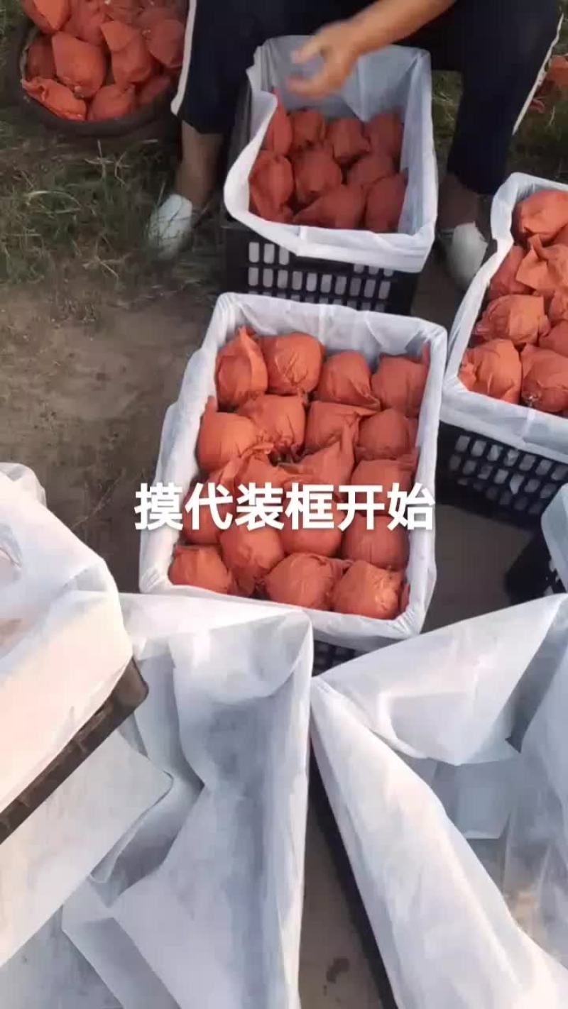 陕西蒲城酥梨大量上市