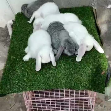 公羊兔，大型公羊兔种兔