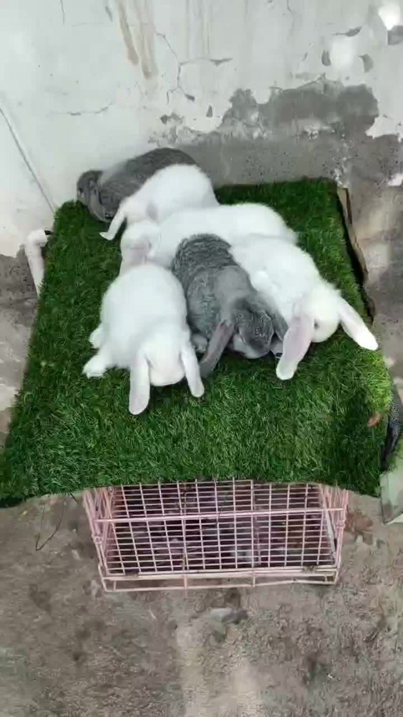 公羊兔，大型公羊兔种兔