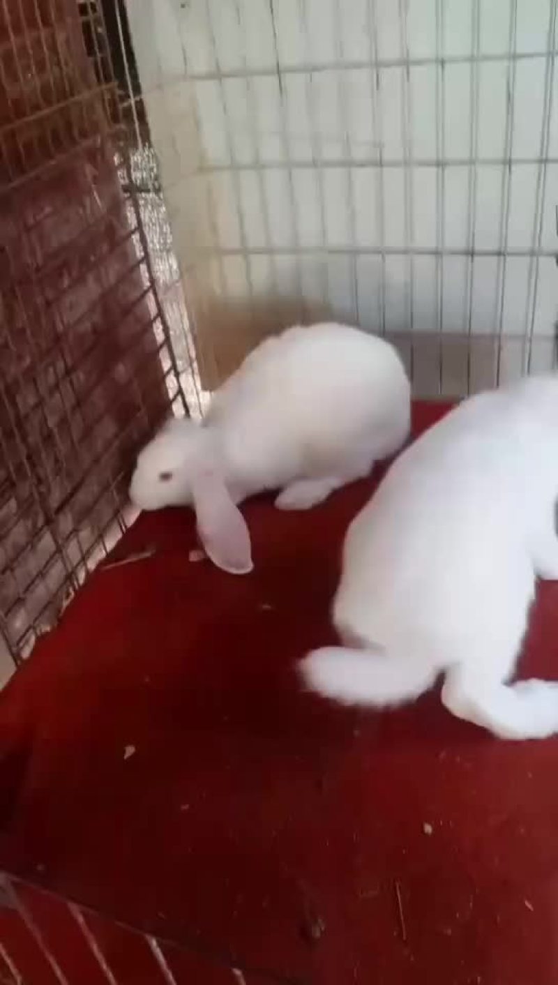 公羊兔，大型公羊兔种兔