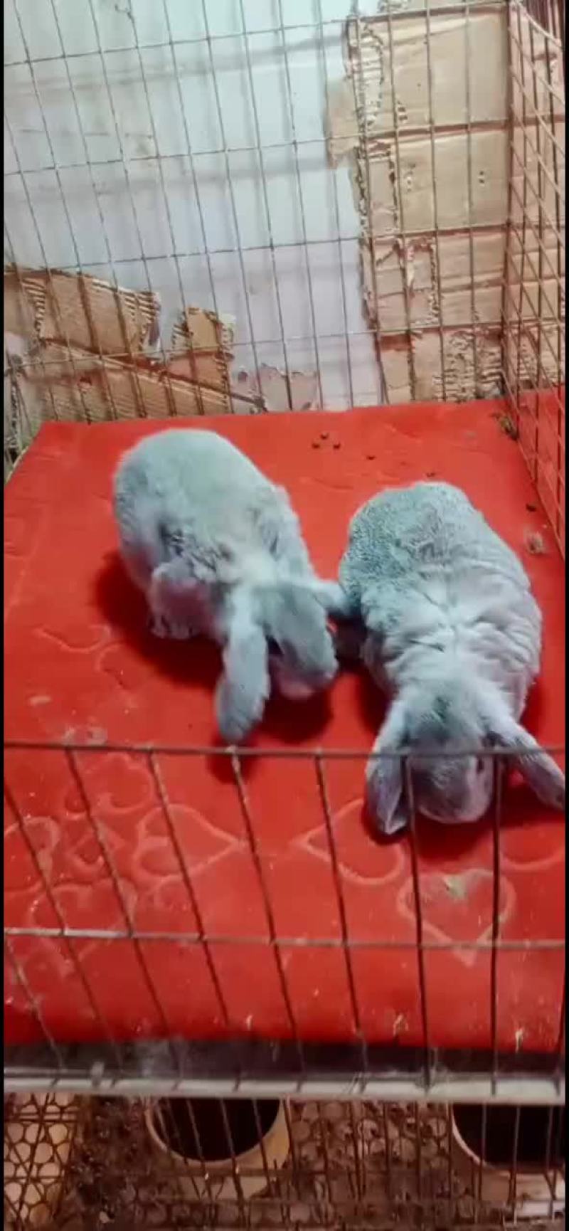 公羊兔，大型公羊兔种兔