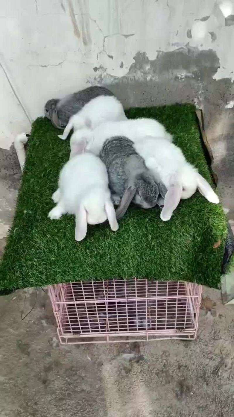 公羊兔，大型公羊兔种兔