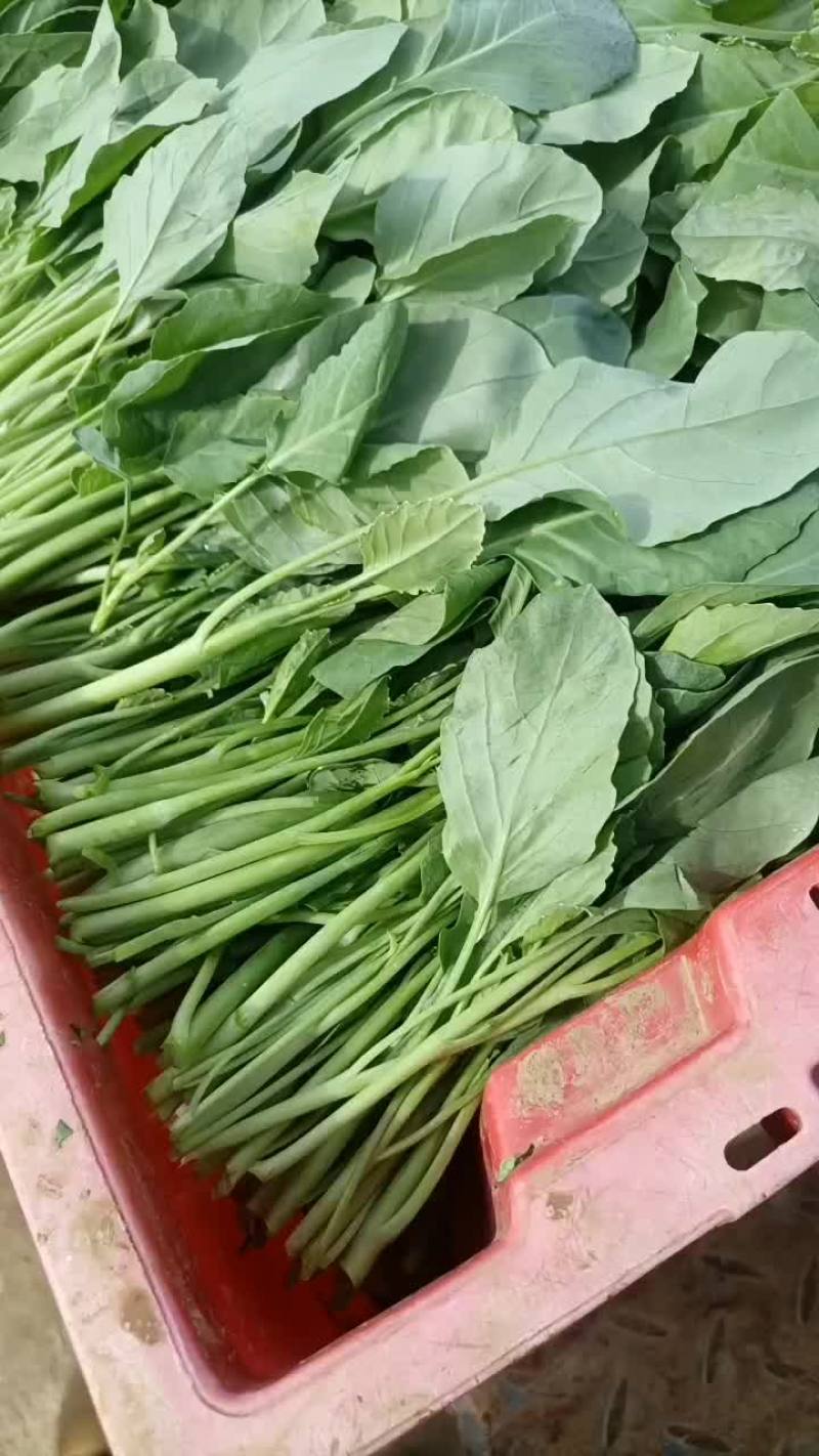 芥兰苗