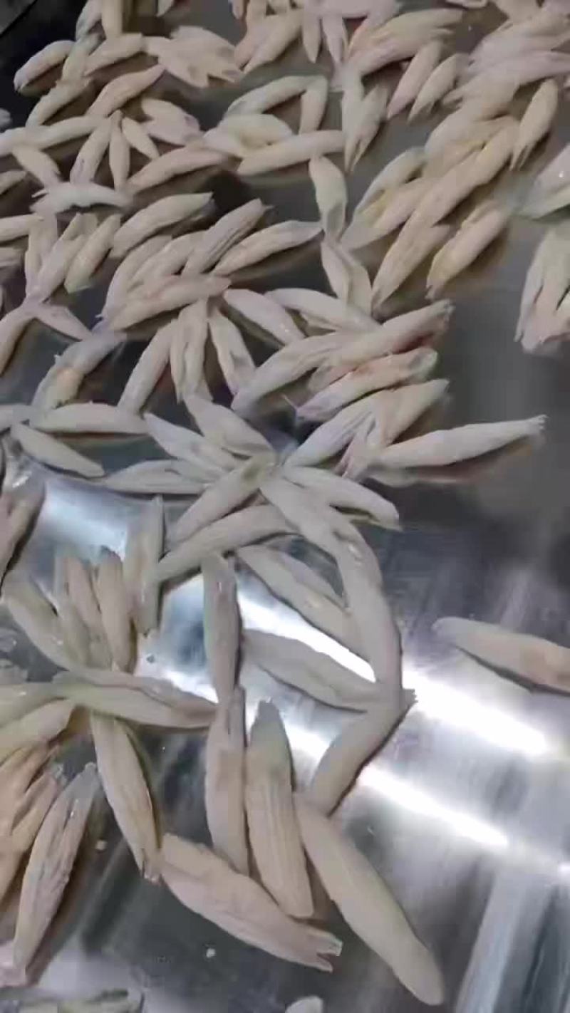 火箭鱿鱼，品质保证，花刻的深，价格便宜，口感好，货源充足