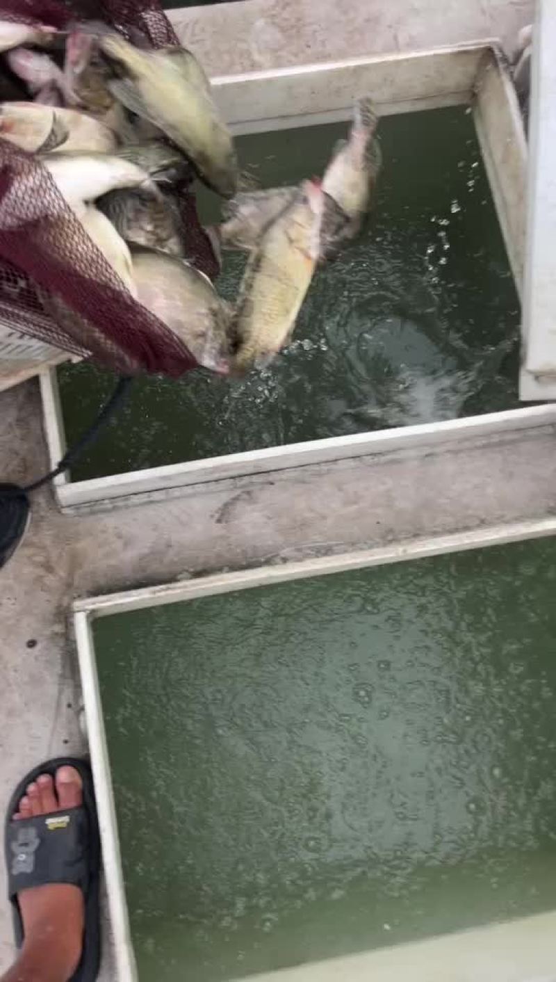 翘嘴鳜统货路亚转供