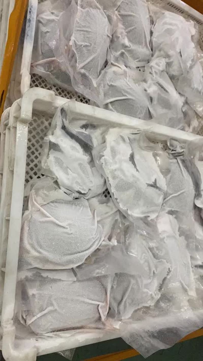 精品外塘大甲鱼净膛2斤以上3去甲鱼，即开即用饭店酒楼