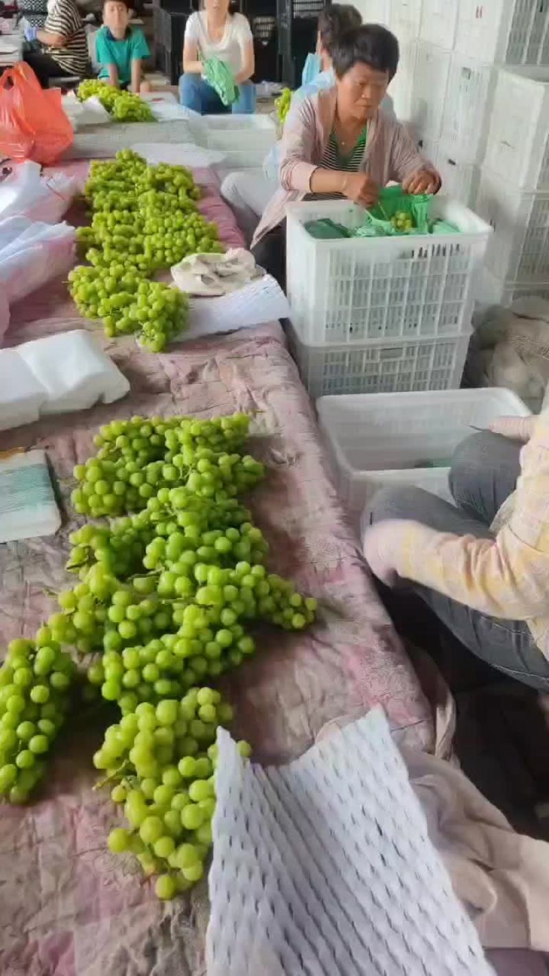 避雨棚阳光玫瑰，口感超甜，价格便宜